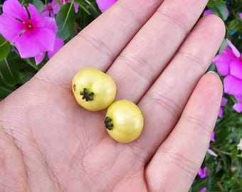 Madroño amarillo de Jamaica: árbol frutal tropical autofértil y vivo