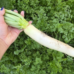 Minowase Daikon Radish Seeds – Big Roots, Crisp, Mild & Fast-Growing