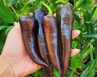 Purple Marconi Italian Sweet Peppers Heirloom Vegetable Seeds