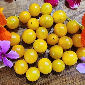 Galapagos Yellow Currant Heirloom Tomato Vegetable Seeds