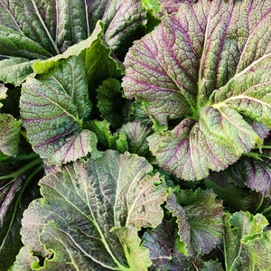 Dragon Tongue Mustard Greens Heirloom Vegetable Seeds