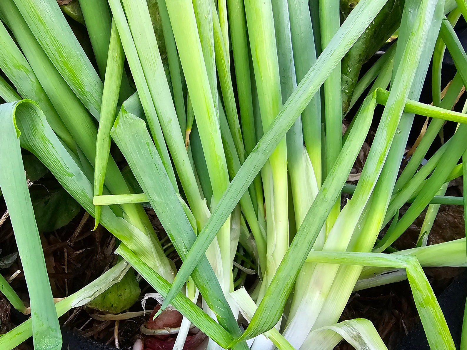 Green Bunching Onion Scallion Spring Onions Heirloom Vegetable Seeds - Etsy