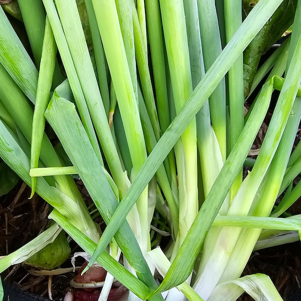 Green Bunching Onion Scallion Spring Onions Heirloom Vegetable Seeds