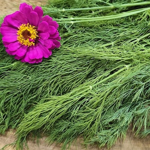 Mammoth Dill Herb Seeds - Heirloom Garden Seeds