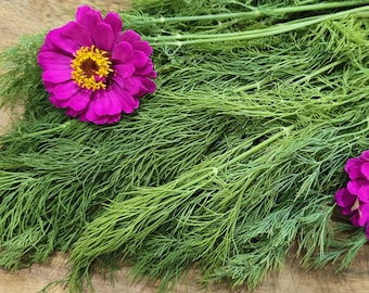 Mammoth Dill Herb Seeds - Heirloom Garden Seeds