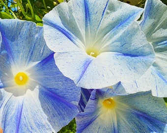 Semillas de flores trepadoras anuales de gloria de la mañana azul Flying Saucers