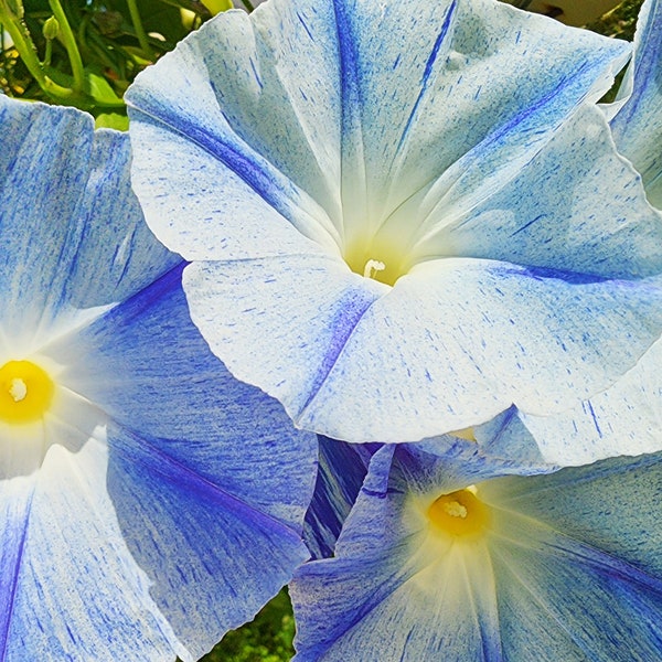 Flying Saucers Blue Morning Glory Annual Heirloom Vining Flower Seeds