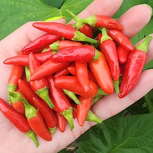 Italian Bullet Hot Pepper Seeds Heirloom Vegetable Seeds