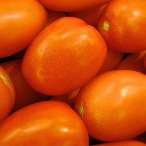 Orange Roma Tomato Seeds - Unique Heirloom Paste Tomato Garden Seeds
