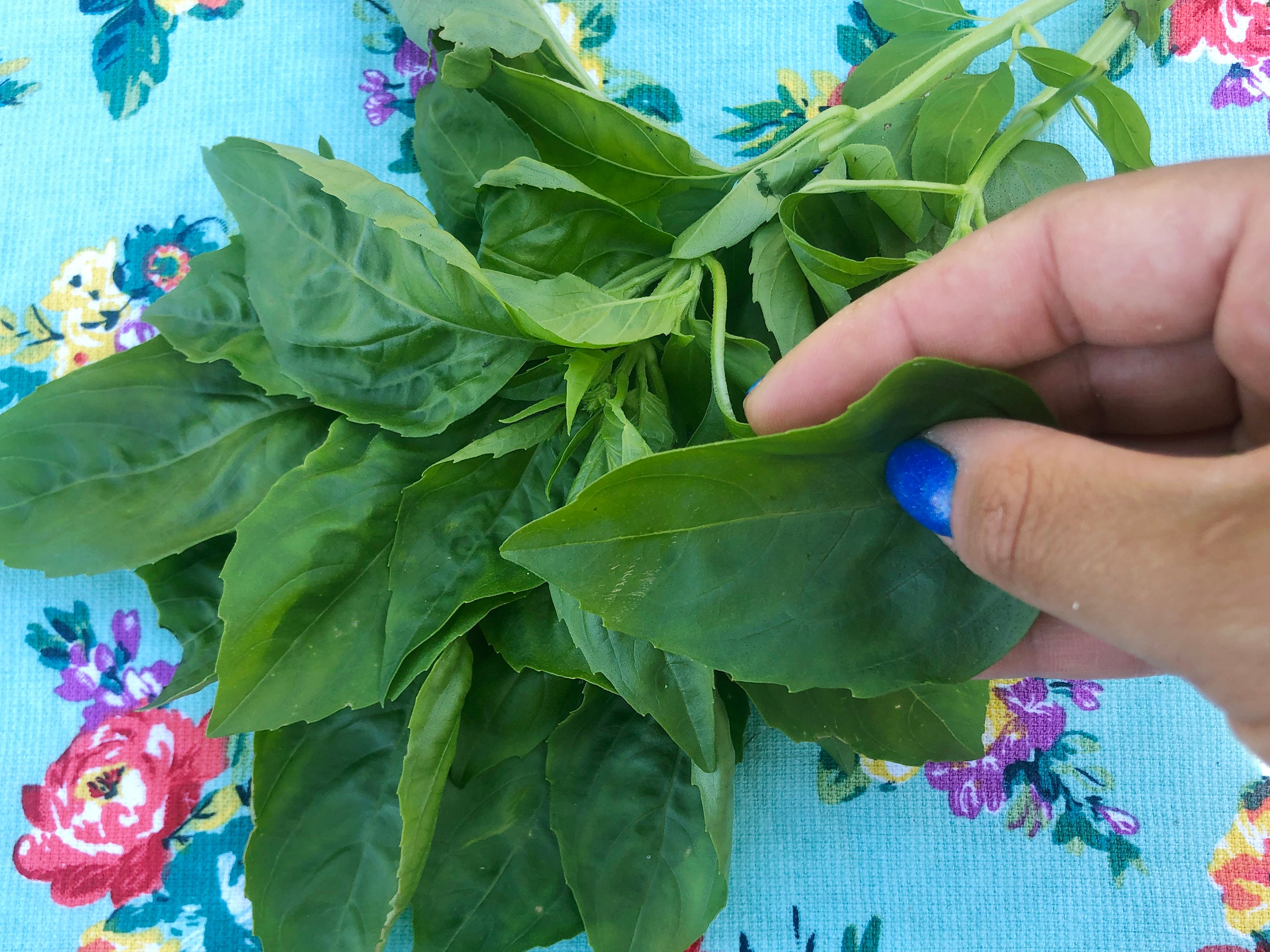 Italian Large Leaf Sweet Basil Herb Heirloom Seeds Etsy