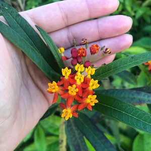 Tropical Butterfly Milkweed Flower Seeds aka Asclepias - Monarch Butterfly Host Plant & Heirloom Flower Garden Seeds