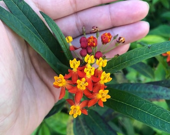 Tropical Butterfly Milkweed Flower Seeds aka Asclepias - Monarch Butterfly Host Plant & Heirloom Flower Garden Seeds
