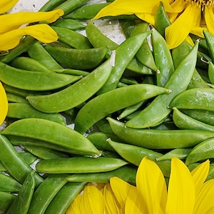 Sugar Daddy Snap Pea Seeds - Heirloom Vegetable Garden Seeds