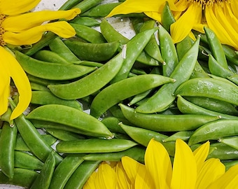 Sugar Daddy Snap Pea Seeds - Heirloom Vegetable Garden Seeds