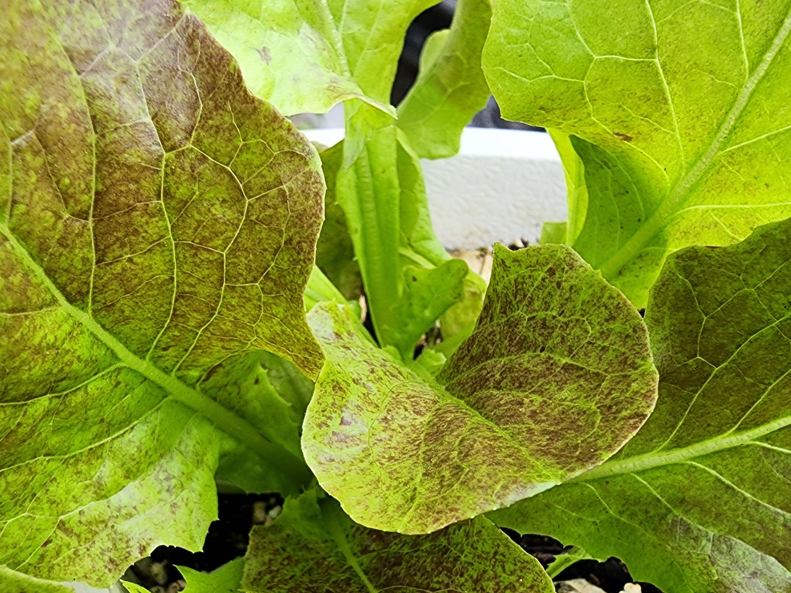 Bronze Butterhead Lettuce Heirloom Vegetable Seeds Etsy