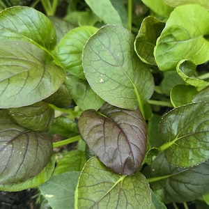 Red Tatsoi Hybrid Asian Mustard Greens Heirloom Vegetable Seeds