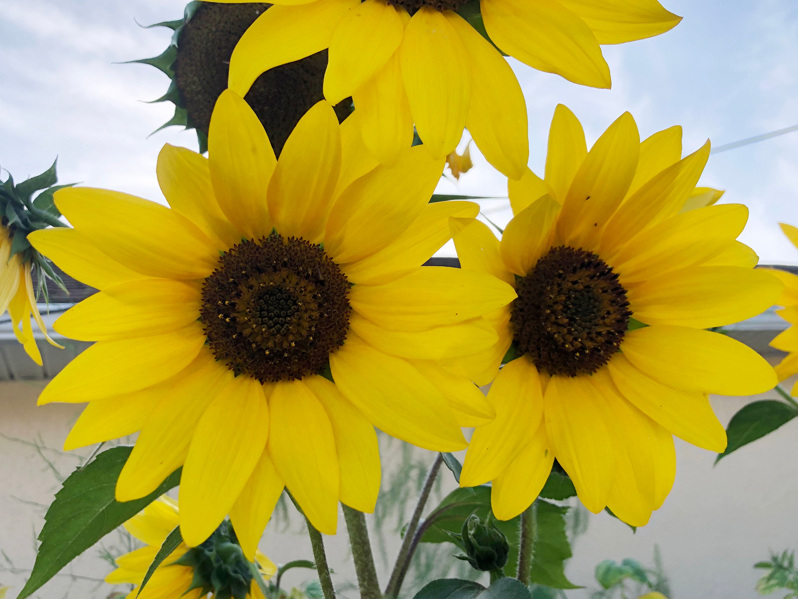 Buy Henry Wilde Sunflower Annual Heirloom Flower Seeds Online in India 