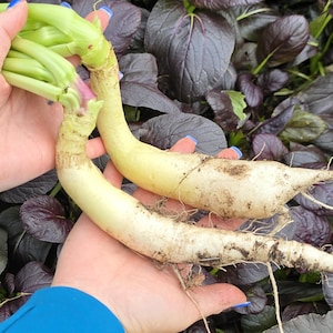 White Icicle Radish Seeds - Heirloom Vegetable Seeds For Your Garden Or Greenstalk Garden