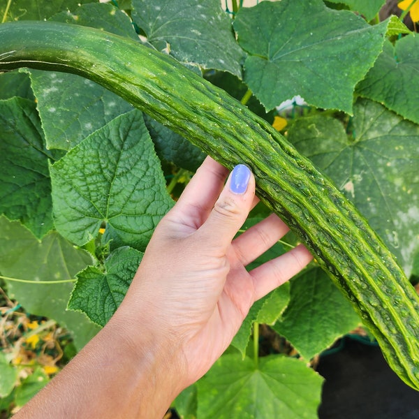 Sooyow Nishiki Cucumber Heirloom Vegetable Seeds