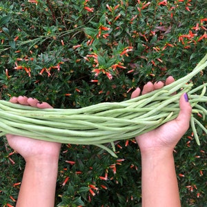 Light Green Yard long Asian Noodle Beans Heirloom Vegetable Seeds