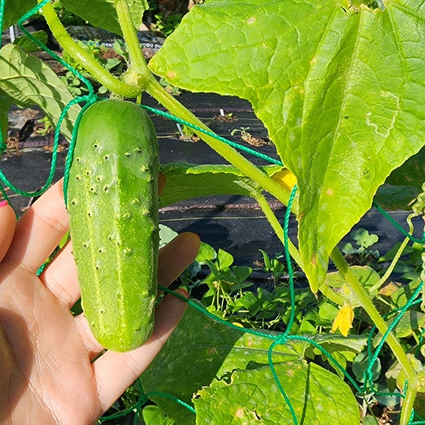 Boston Pickling Cucumber Heirloom Vegetable Seeds