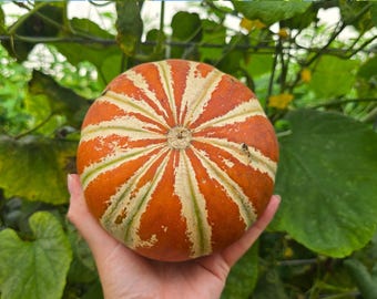 Semillas de frutas y hortalizas tradicionales de melón Kajari