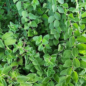 Italian Oregano Herb Heirloom Seeds