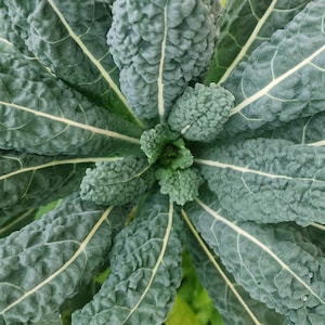 Black Magic Kale Seeds Heirloom Lacinato AKA Dinosaur Kale Vegetable Seeds