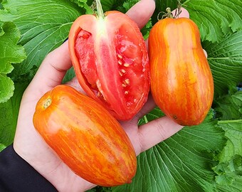 Speckled Roman - Extra Large Roma Style Heirloom Tomato Vegetable Seeds