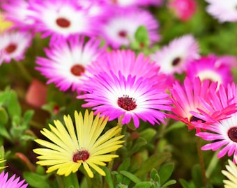 Ice Plant Flower Seeds – Rainbow Mix Ground Cover Blooms