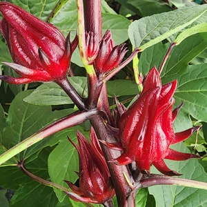 Roselle aka Florida Cranberry aka Jamaican Tea Heirloom LIVE PLANT