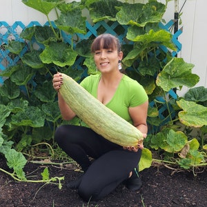 Jumbo Banana Winter Storage Squash Heirloom Vegetable Seeds