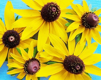 Black Eyed Susan - Rudbeckia - Native Wildflower Heirloom Biennial Flower Seeds