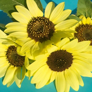 Lemon Queen Light Yellow Sunflower Annual Heirloom Flower Seeds