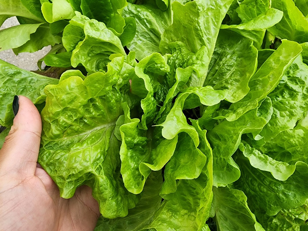 Buttercrunch A Butterhead Type Lettuce Heirloom Vegetable Seeds Etsy