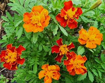 Petite Dwarf French Marigold Mix Heirloom Flower Seeds