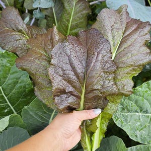 Japanese Giant Red Mustard Seeds - Easy To Grow & Flavorful Mustard Greens