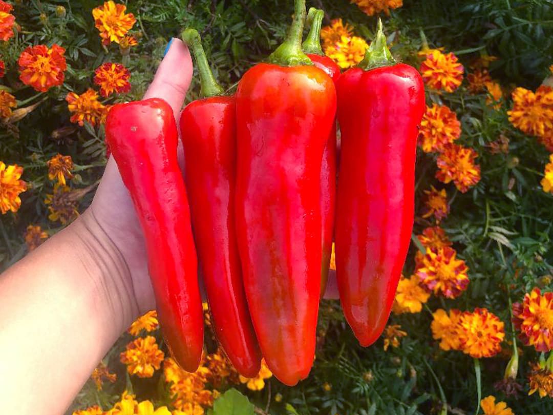 Marconi Red Italian Sweet Peppers Mix Heirloom Vegetable Seeds Etsy