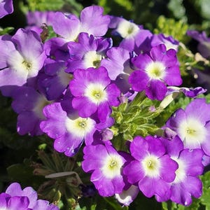 Purple Moss Verbena Flower Seeds – Vibrant Low-Growing Blooms