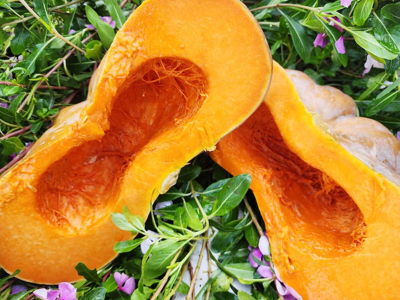 jerrasgarden Musquee de Provence Pumpkin Seeds - Thumbnail 2