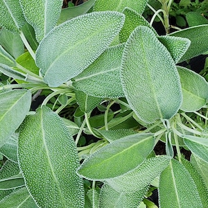 Sage Culinary Herb Heirloom Seeds