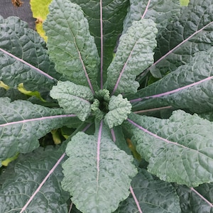 Dazzling Blue Kale Seeds Heirloom Lacinato Kale Vegetable Seeds