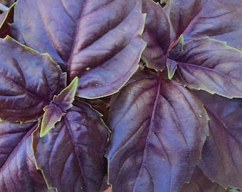 Dark Opal Purple Sweet Basil Herb Heirloom Seeds