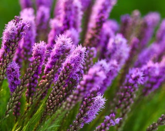 Prairie Blazing Star (Liatris Spicata) Flower Seeds – Wildflowers That Attract Butterflies & Pollinators