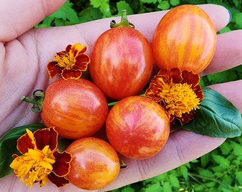 Sunrise Bumblebee Cherry Heirloom Tomato Vegetable Seeds - Best Tomato Flavor