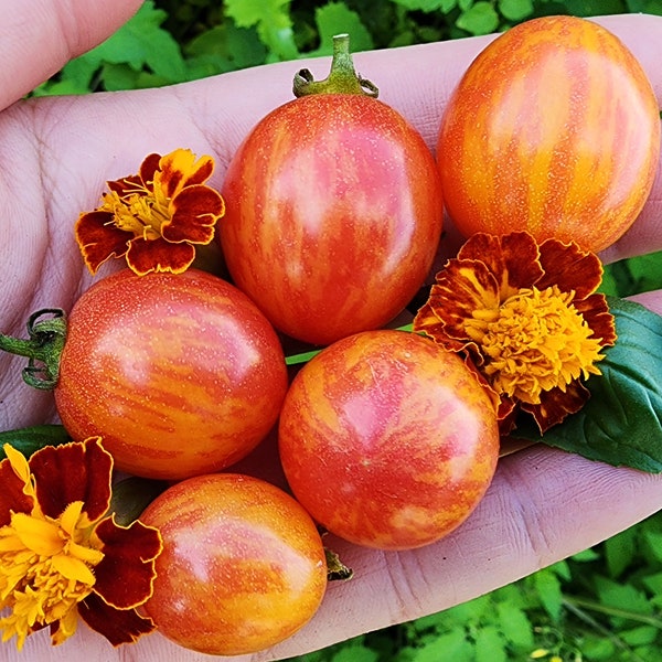 Sunrise Bumblebee Cherry Heirloom Tomato Vegetable Seeds - Best Tomato Flavor