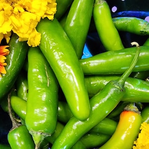 Serrano Hot Chile Peppers Heirloom Vegetable Seeds