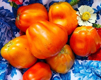 Cesare's Canestrino Di Lucca Italian Rare Heirloom Sauce Tomato Vegetable Seeds