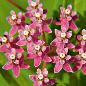 Swamp Milkweed Seeds (Asclepias incarnata) Flower Seeds - Host Plant for Monarch Butterfly Caterpillars