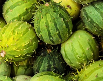 West Indian Gherkin Cucumber Seeds | Exotic Mini Cucumber | Heat-Tolerant Heirloom Seeds
